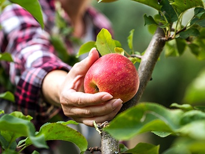 Woman picking an apple